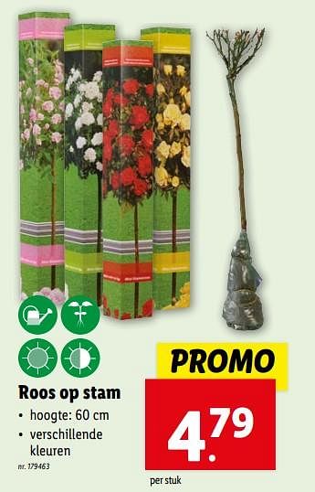 Promoties Roos op stam - Huismerk - Lidl - Geldig van 06/03/2024 tot 12/03/2024 bij Lidl