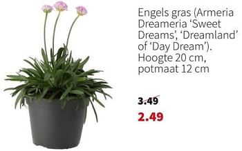 Promoties Engels gras armeria dreameria sweet dreams dreamland of day dream - Huismerk - Intratuin - Geldig van 04/03/2024 tot 10/03/2024 bij Intratuin