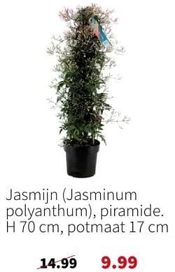 Promoties Jasmijn jasminum polyanthum - Huismerk - Intratuin - Geldig van 04/03/2024 tot 10/03/2024 bij Intratuin