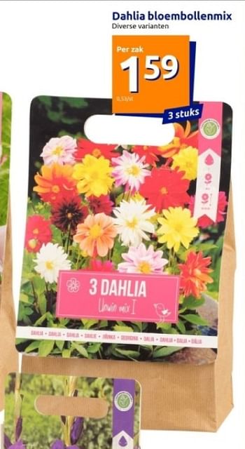 Promoties Dahlia bloembollenmix - Huismerk - Action - Geldig van 06/03/2024 tot 12/03/2024 bij Action