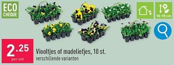 Promoties Viooltjes of madeliefjes - Huismerk - Aldi - Geldig van 13/03/2024 tot 17/03/2024 bij Aldi