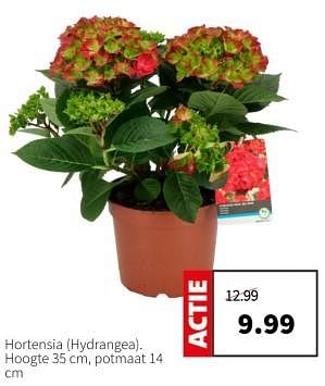 Promoties Hortensia hydrangea - Huismerk - Intratuin - Geldig van 11/03/2024 tot 17/03/2024 bij Intratuin