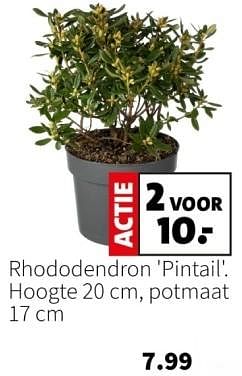 Promoties Rhododendron pintail - Huismerk - Intratuin - Geldig van 11/03/2024 tot 17/03/2024 bij Intratuin