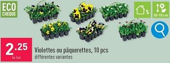 Promotions Violettes ou paquerettes - Produit maison - Aldi - Valide de 13/03/2024 à 17/03/2024 chez Aldi