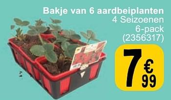 Promoties Bakje van 6 aardbeiplanten - Huismerk - Cora - Geldig van 12/03/2024 tot 25/03/2024 bij Cora