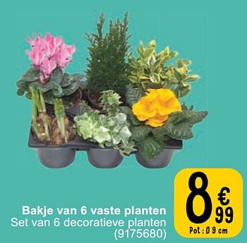 Promoties Bakje van 6 vaste planten - Huismerk - Cora - Geldig van 12/03/2024 tot 25/03/2024 bij Cora