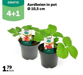 Promoties Aardbeien in pot - Huismerk - Aveve - Geldig van 13/03/2024 tot 24/03/2024 bij Aveve