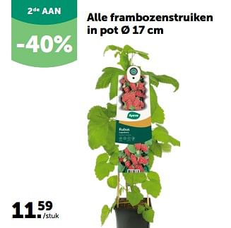 Promoties Alle frambozenstruiken in pot - Huismerk - Aveve - Geldig van 13/03/2024 tot 24/03/2024 bij Aveve