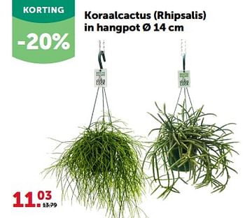 Promoties Koraalcactus rhipsalis in hangpot - Huismerk - Aveve - Geldig van 13/03/2024 tot 24/03/2024 bij Aveve