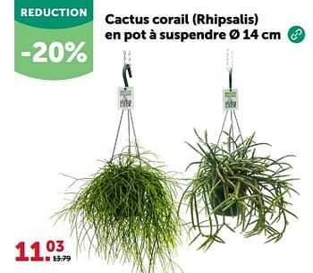 Promotions Cactus corail rhipsalis en pot à suspendre - Produit maison - Aveve - Valide de 13/03/2024 à 24/03/2024 chez Aveve