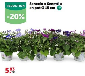 Promotions Senecio senetti en pot - Produit maison - Aveve - Valide de 13/03/2024 à 24/03/2024 chez Aveve