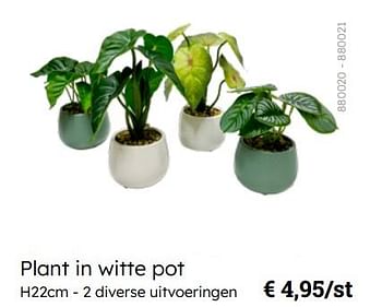 Promotions Plant in witte pot - Produit Maison - Multi Bazar - Valide de 08/03/2024 à 30/06/2024 chez Multi Bazar