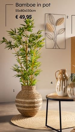 Bamboe in pot