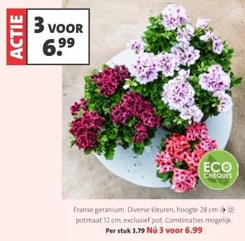 Promoties Franse geranium. diverse kleuren - Huismerk - Intratuin - Geldig van 18/03/2024 tot 31/03/2024 bij Intratuin