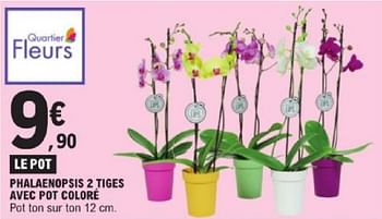 Promotions Phalaenopsis 2 tiges avec pot coloré - Produit Maison - E.Leclerc - Valide de 19/03/2024 à 30/03/2024 chez E.Leclerc