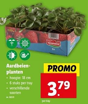 Promotions Aardbeienplanten - Produit maison - Lidl - Valide de 27/03/2024 à 02/04/2024 chez Lidl