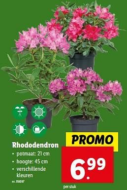 Promoties Rhododendron - Huismerk - Lidl - Geldig van 27/03/2024 tot 02/04/2024 bij Lidl