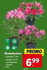 Rhododendron-Huismerk - Lidl