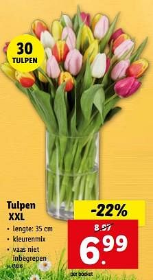 Promotions Tulpen xxl - Produit maison - Lidl - Valide de 27/03/2024 à 02/04/2024 chez Lidl