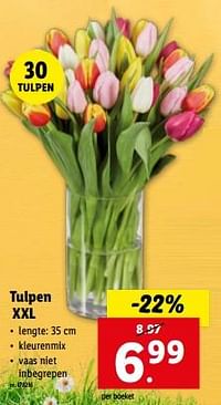 Tulpen xxl-Huismerk - Lidl
