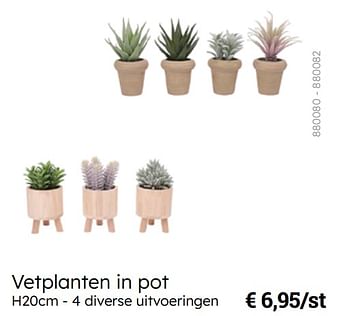 Promoties Vetplanten in pot - Huismerk - Multi Bazar - Geldig van 08/03/2024 tot 30/06/2024 bij Multi Bazar