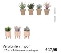 Promoties Vetplanten in pot - Huismerk - Multi Bazar - Geldig van 08/03/2024 tot 30/06/2024 bij Multi Bazar