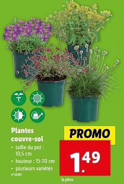 Promoties Plantes couvre-sol - Huismerk - Lidl - Geldig van 27/03/2024 tot 02/04/2024 bij Lidl