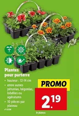 Promoties Plantes pour parterre - Huismerk - Lidl - Geldig van 27/03/2024 tot 02/04/2024 bij Lidl