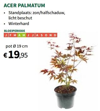 Promoties Acer palmatum - Huismerk - Horta - Geldig van 27/03/2024 tot 07/04/2024 bij Horta