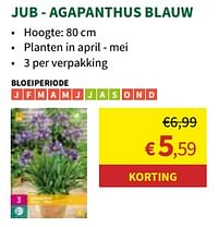 Agapanthus blauw-JUB
