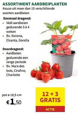 Promoties Assortiment aardbeiplanten - Huismerk - Horta - Geldig van 27/03/2024 tot 07/04/2024 bij Horta