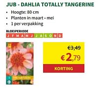 Dahlia totally tangerine-JUB