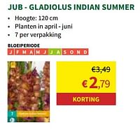 Gladiolus indian summer-JUB