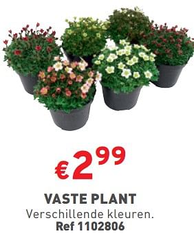 Promoties Vaste plant - Huismerk - Trafic  - Geldig van 27/03/2024 tot 31/03/2024 bij Trafic