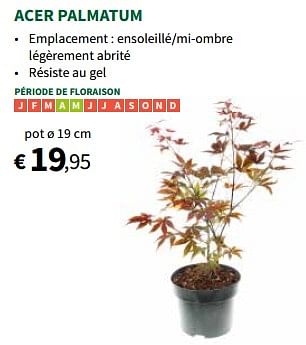 Promoties Acer palmatum - Huismerk - Horta - Geldig van 27/03/2024 tot 07/04/2024 bij Horta