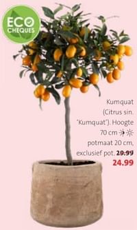Kumquat-Huismerk - Intratuin