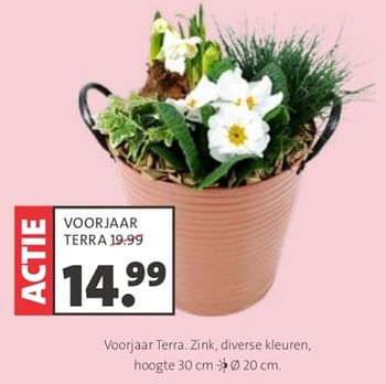 Promotions Voorjaar terra zink - Produit maison - Intratuin - Valide de 25/03/2024 à 07/04/2024 chez Intratuin