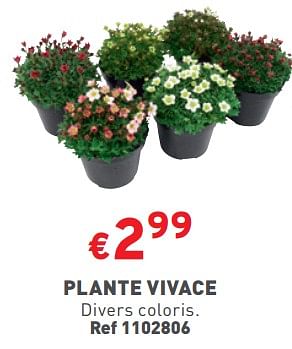 Promoties Plante vivace - Huismerk - Trafic  - Geldig van 27/03/2024 tot 31/03/2024 bij Trafic