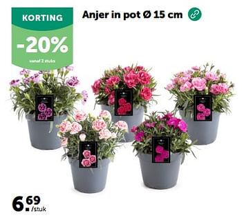 Promoties Anjer in pot - Huismerk - Aveve - Geldig van 27/03/2024 tot 07/04/2024 bij Aveve