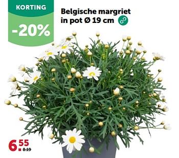 Promoties Belgische margriet in pot - Huismerk - Aveve - Geldig van 27/03/2024 tot 07/04/2024 bij Aveve