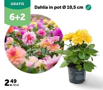 Promoties Dahlia in pot - Huismerk - Aveve - Geldig van 27/03/2024 tot 07/04/2024 bij Aveve