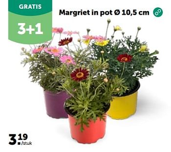 Promoties Margriet in pot - Huismerk - Aveve - Geldig van 27/03/2024 tot 07/04/2024 bij Aveve