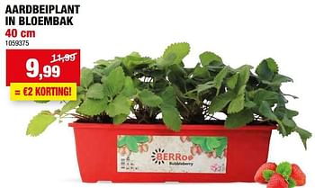Promoties Aardbeiplant in bloembak - Huismerk - Hubo  - Geldig van 27/03/2024 tot 07/04/2024 bij Hubo