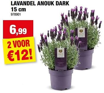Promoties Lavandel anouk dark - Huismerk - Hubo  - Geldig van 27/03/2024 tot 07/04/2024 bij Hubo