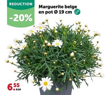 Promotions Marguerite belge en pot - Produit maison - Aveve - Valide de 27/03/2024 à 07/04/2024 chez Aveve