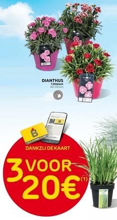 Promoties Dianthus - Huismerk - Brico - Geldig van 27/03/2024 tot 08/04/2024 bij Brico