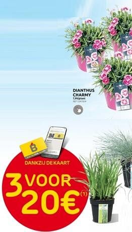 Promotions Dianthus charmy - Produit maison - Brico - Valide de 27/03/2024 à 08/04/2024 chez Brico