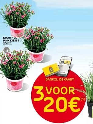 Promoties Dianthus pink kisses - Huismerk - Brico - Geldig van 27/03/2024 tot 08/04/2024 bij Brico