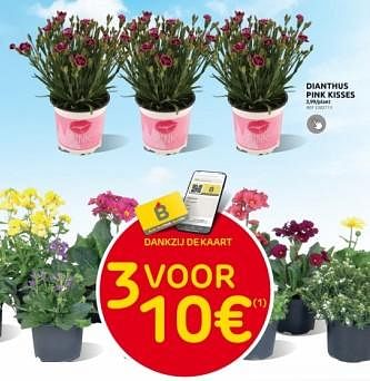 Promoties Dianthus pink kisses - Huismerk - Brico - Geldig van 27/03/2024 tot 08/04/2024 bij Brico