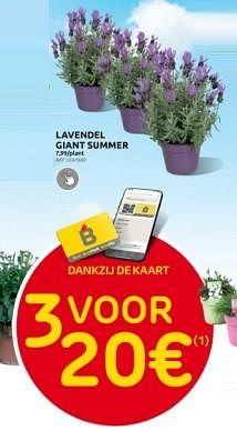 Promoties Lavendel giant summer - Huismerk - Brico - Geldig van 27/03/2024 tot 08/04/2024 bij Brico